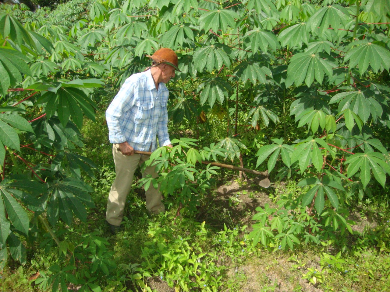 Governo de Sergipe investe R$ 1,2 milhão no Programa Garantia-Safra 2020-2021