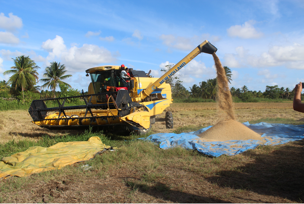 Agricultores realizam colheita do arroz de transição agroecológica no Baixo São Francisco
