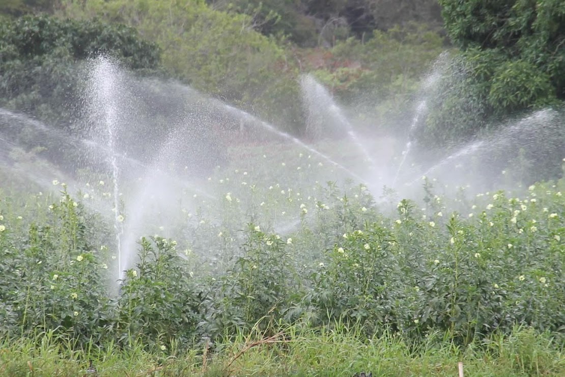 CANINDÉ | Emdagro e Cohidro convocam irrigantes para discutir ‘Agricultura Sustentável’