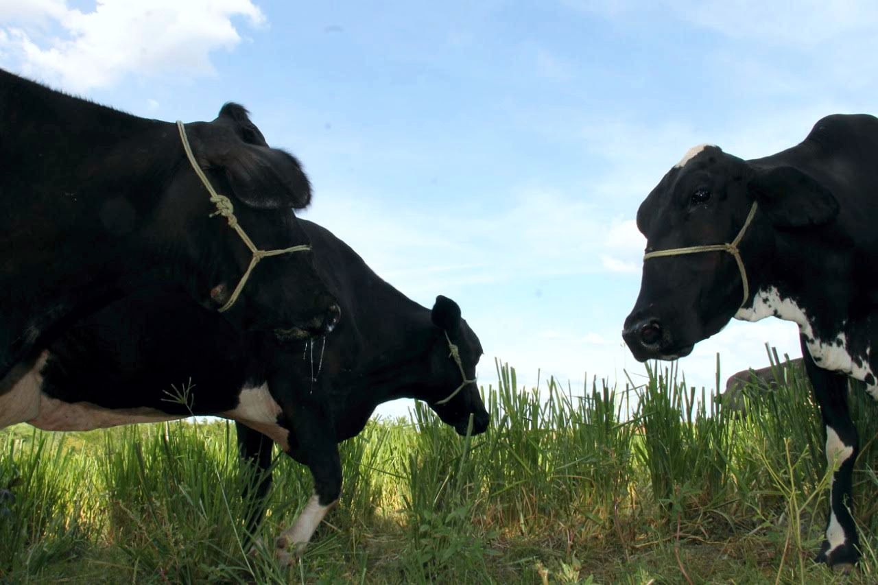 Sergipe supera percentual nacional de vacinação contra a Febre Aftosa em 2019