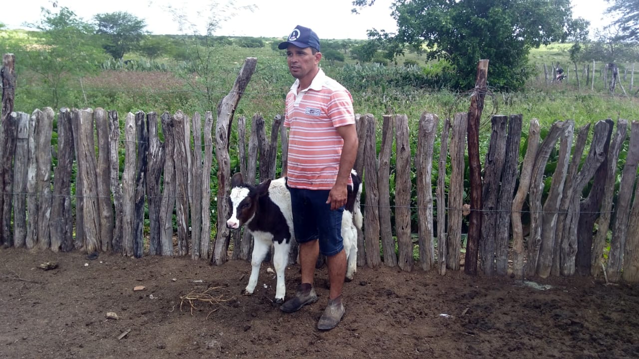 Nascem 162 bezerros de alta linhagem resultantes de programa de inseminação artificial