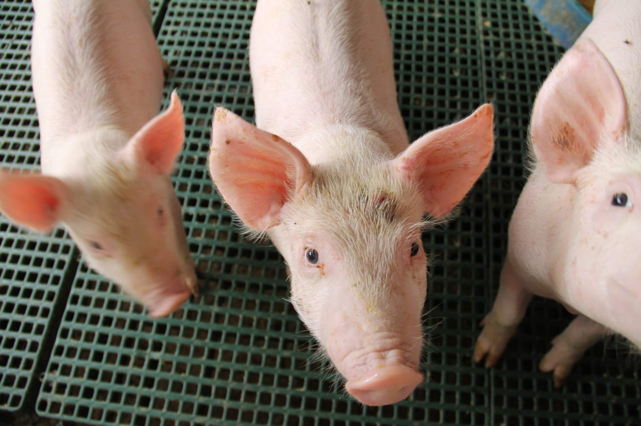 Criadores de suínos debatem fortalecimento do setor em Sergipe