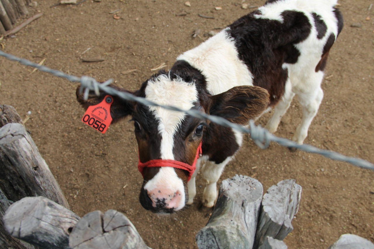 Programa de melhoramento genético incrementa rebanho leiteiro do semiárido sergipano
