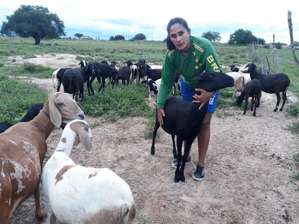 Projeto Dom Távora contribui para ampliação da ovinocultura em Poço Verde