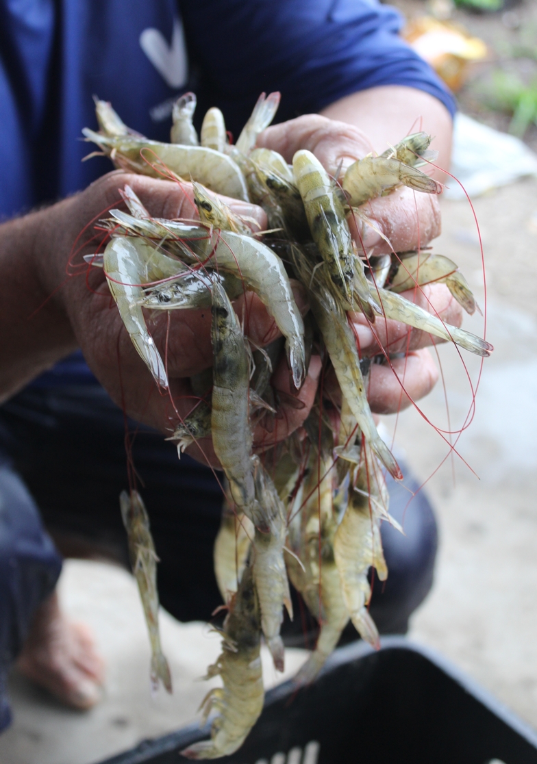 Assentados do Crédito Fundiário produzem camarão em São Cristóvão
