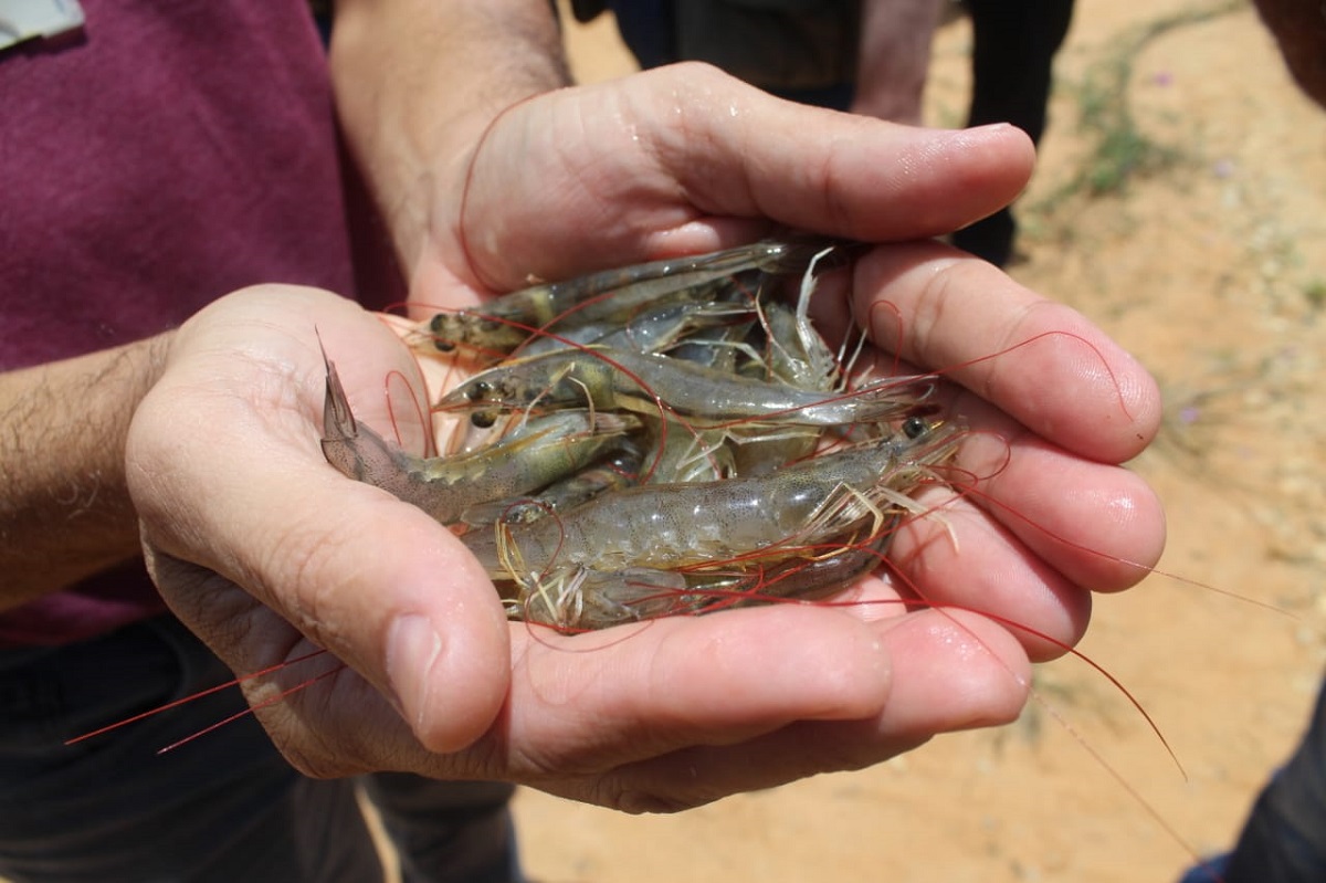 Comitiva do Governo Federal e Estadual visita carcinicultores em São Cristóvão, em meio a agenda de fortalecimento da Aquicultura