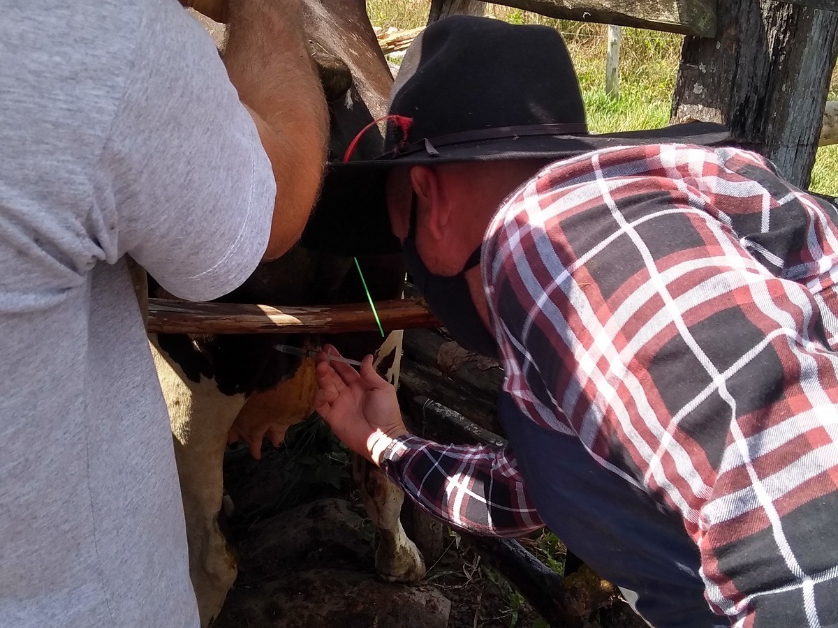 Governo expande Programa de Melhoramento Genético do Gado Leiteiro para Centro Sul e Baixo São Francisco