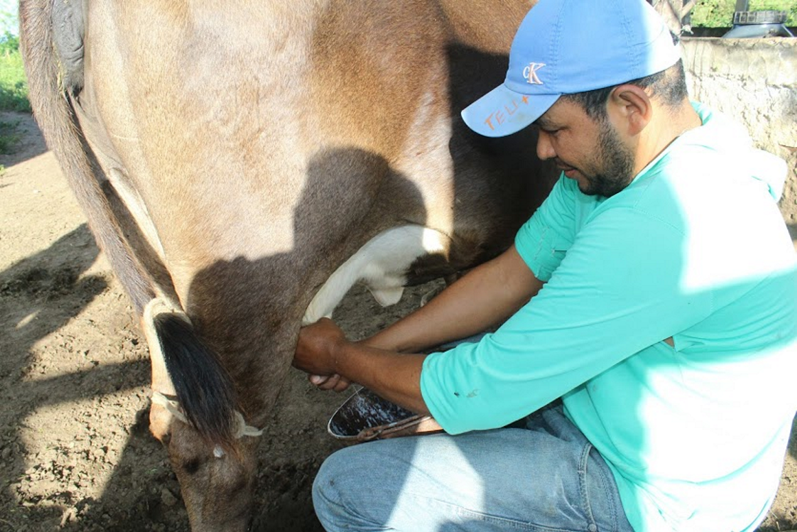Sergipe registra bom momento da cadeia produtiva do leite