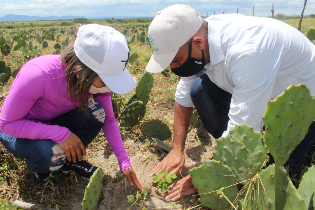 Governo de Sergipe, MMA e PNUD entregam mudas de gliricídia a agricultores de Porto da Folha
