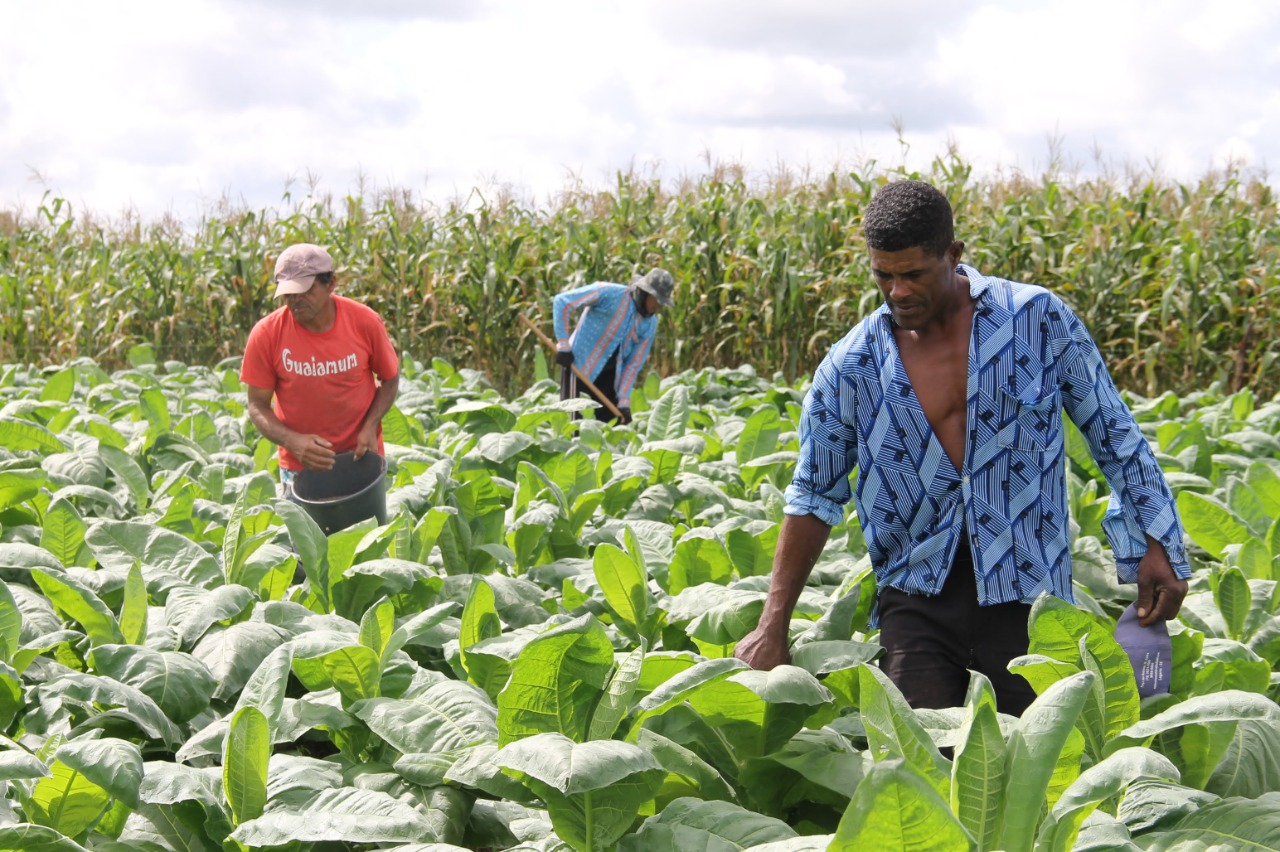 Agricultores familiares já podem se inscrever no Garantia-Safra 2020-2021