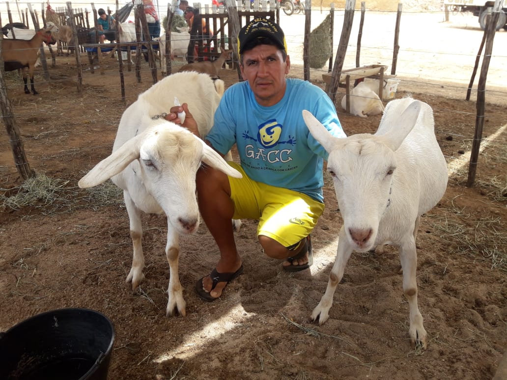 Fest Cabra de Porto da Folha reúne melhores animais da região Alto Sertão de SE