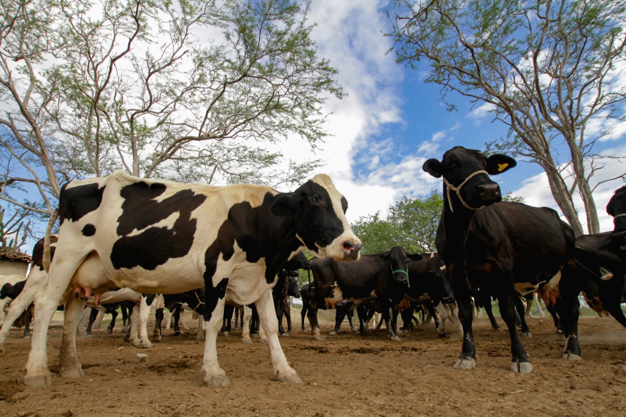 Governo inicia primeira etapa da campanha de vacinação contra febre aftosa