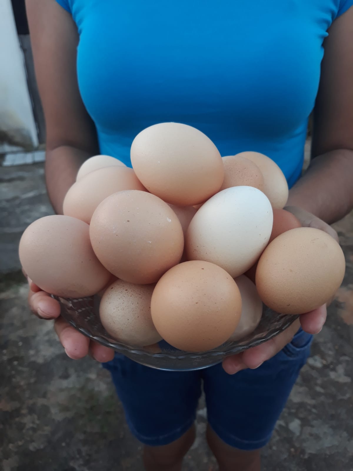 Sergipe apresenta maior aumento na produção de ovos entre estados do Nordeste