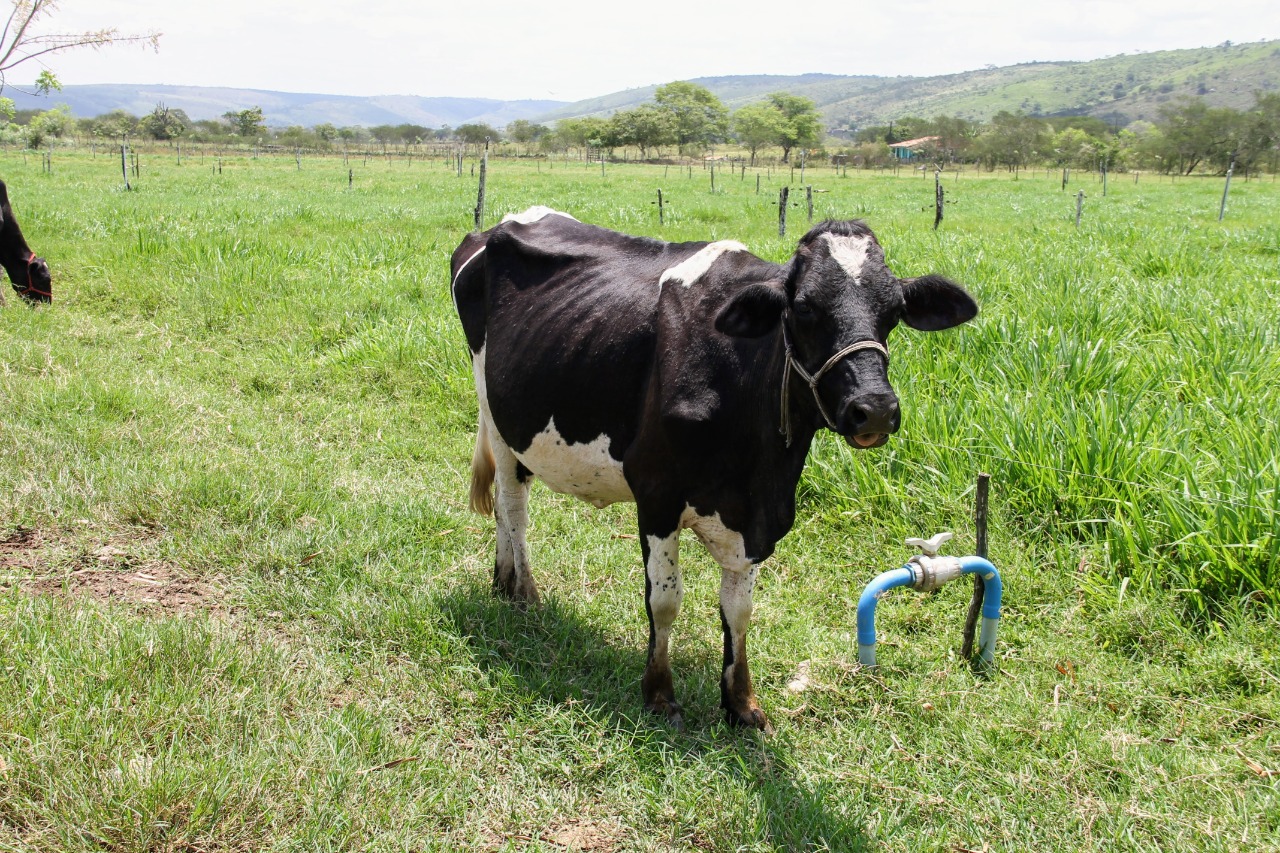 Assistência técnica e irrigação públicas auxiliam redução de custos na pecuária em Tobias Barreto
