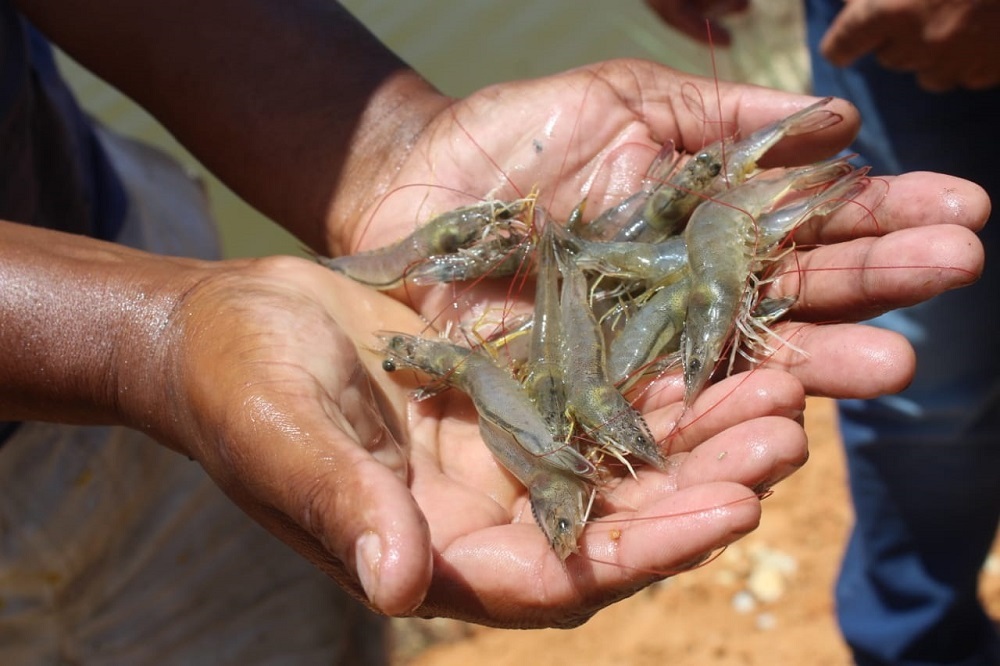Semana do Pescado: Produção de camarão em Sergipe garante o produto na mesa e a qualidade do crustáceo