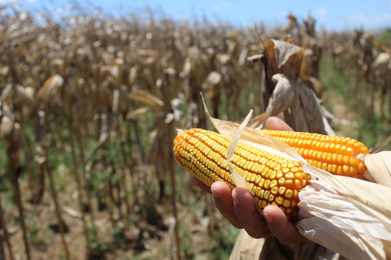 Sergipe deve continuar como 4º maior produtor de milho do Nordeste em 2021
