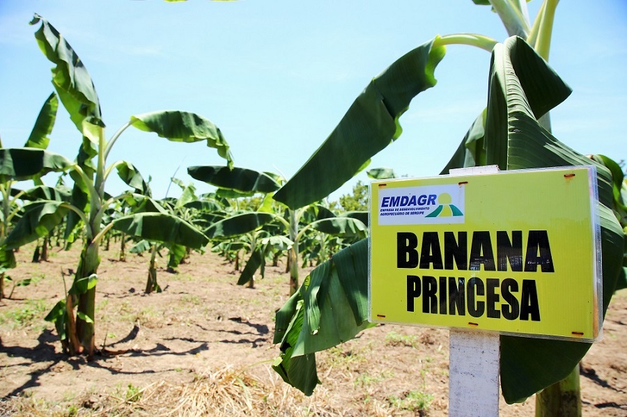 Governo implanta unidade de observação de variedades de banana