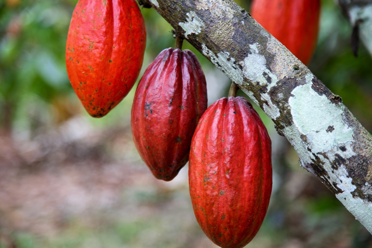 Produtores estão otimistas com produção de cacau em Sergipe