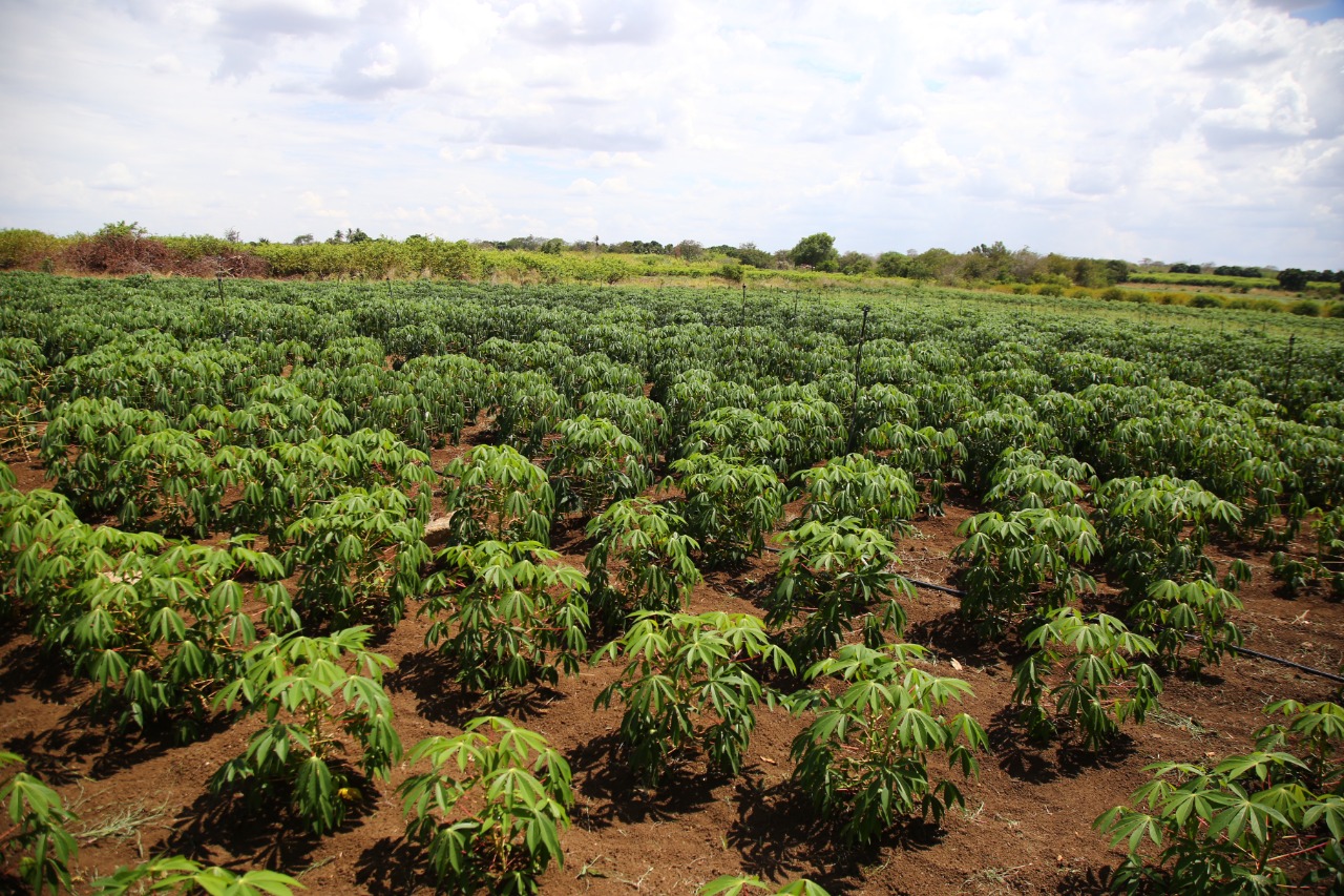 Garantia-Safra continua com cadastramento de novas inscrições