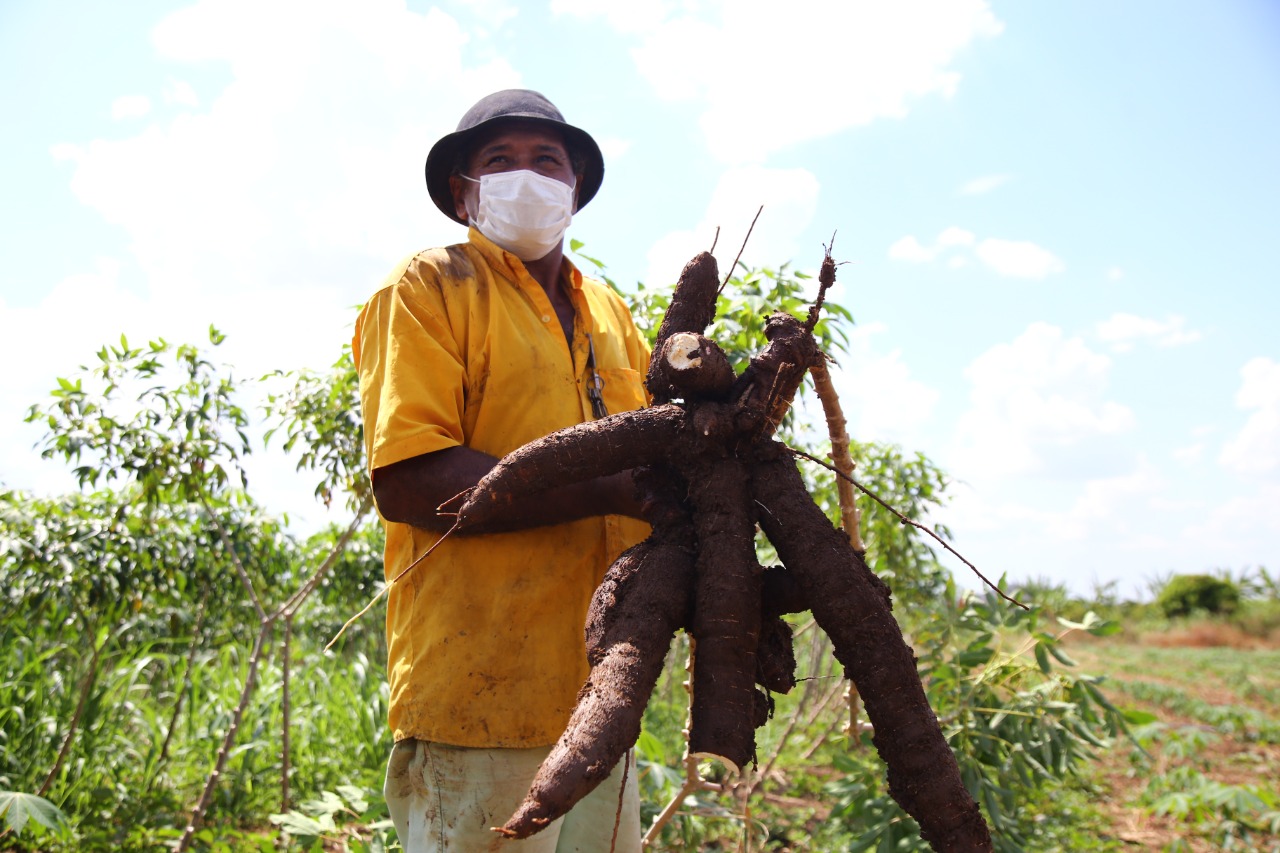 Macaxeira irrigada no sertão de Canindé tem qualidade e promove renda ao agricultor