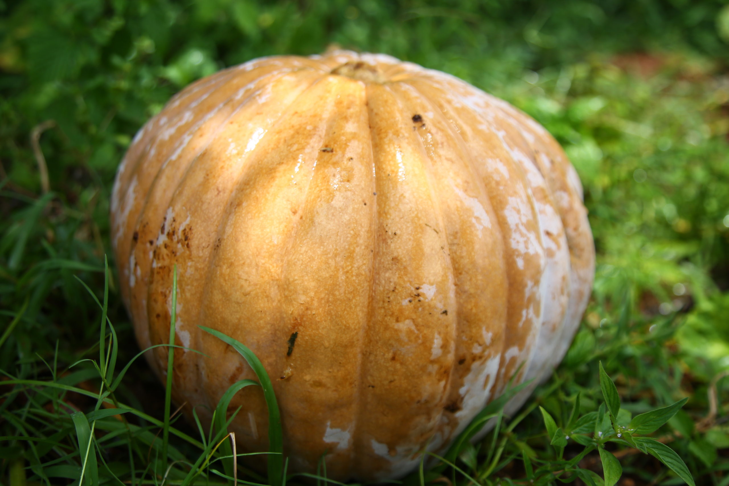 Alta do milho também impulsiona preço da abóbora irrigada produzida no Sertão Sergipano