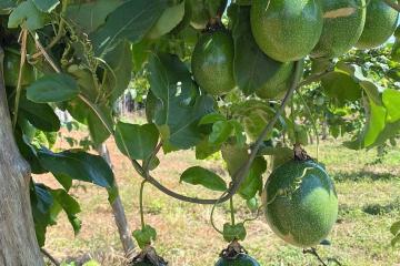 Plantação comercial de maracujá na irrigação estadual dá frutos de alta qualidade
