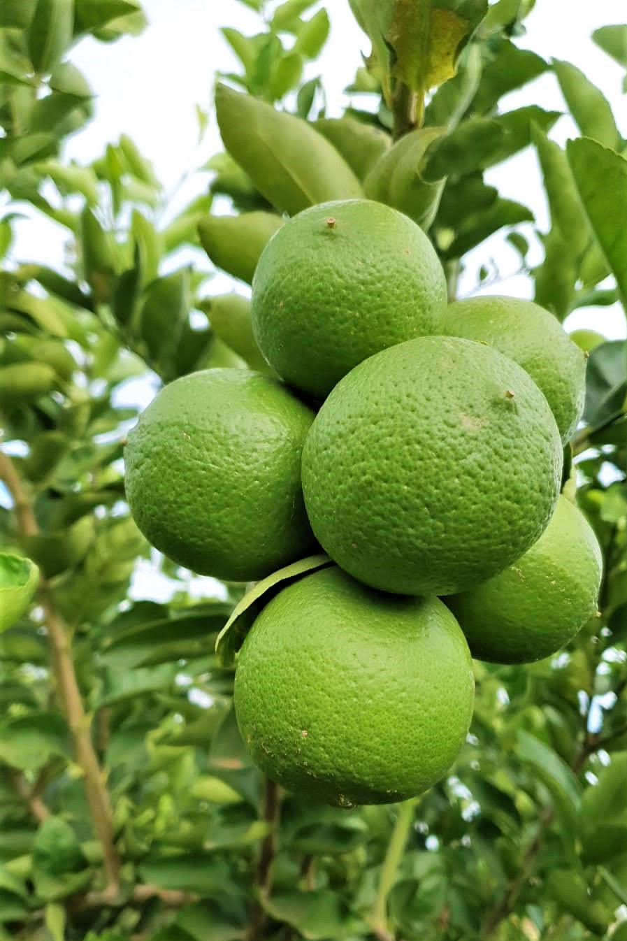 Alto Sertão começa a produzir limão taiti com o suporte da irrigação pública estadual