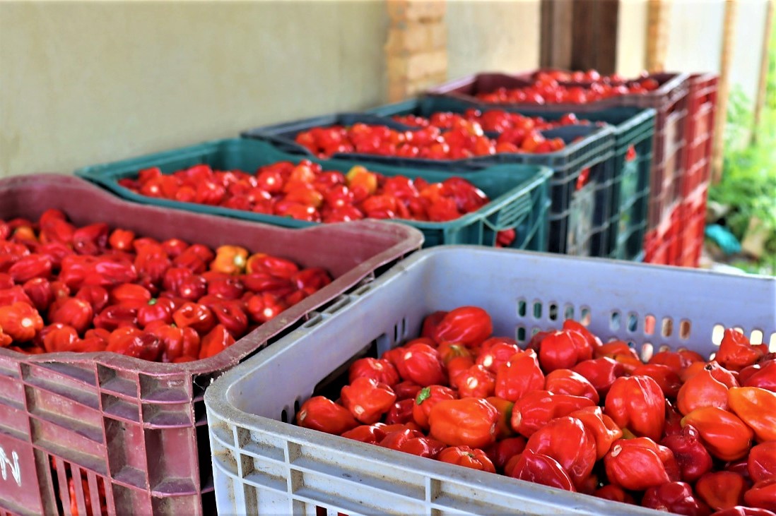 Demanda por pimenta cresce e anima agricultores de Lagarto