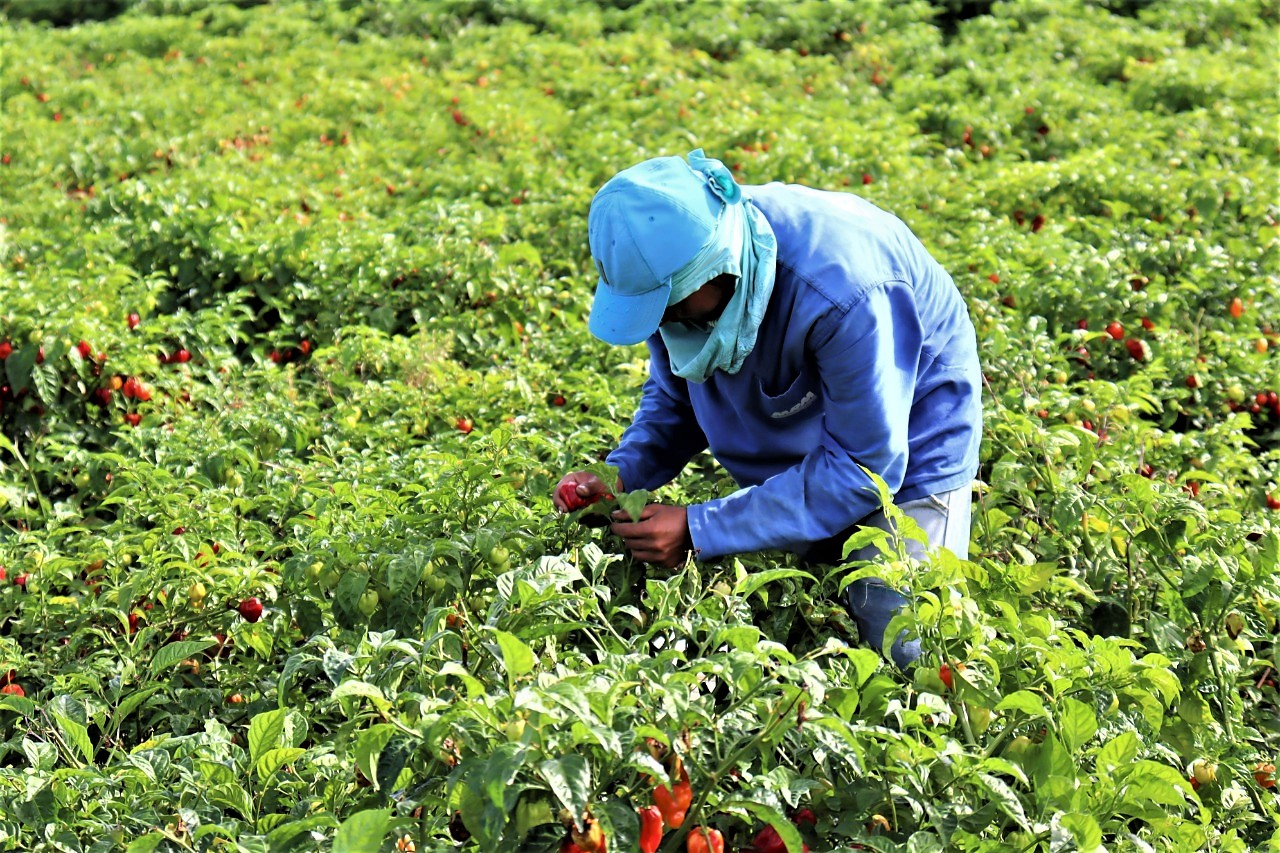 Prorrogado o prazo de inscrição no programa Garantia-Safra