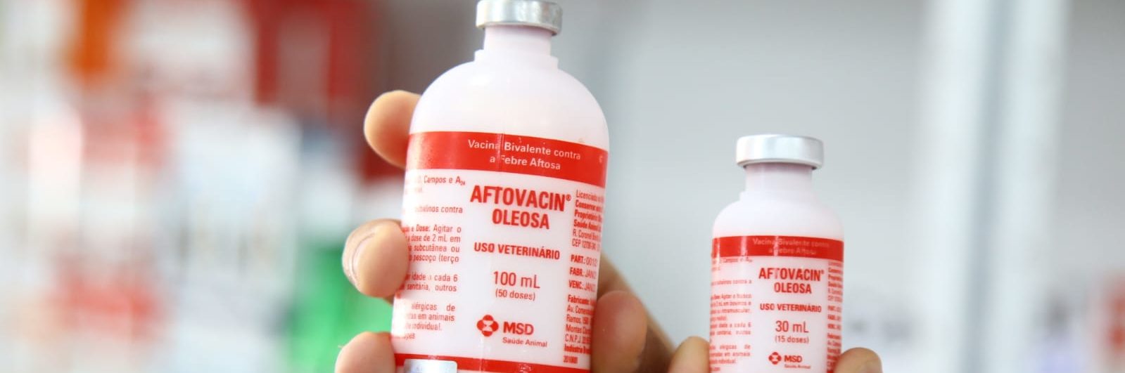 Sergipe teve 95,32% do seu rebanho imunizado contra a Febre Aftosa