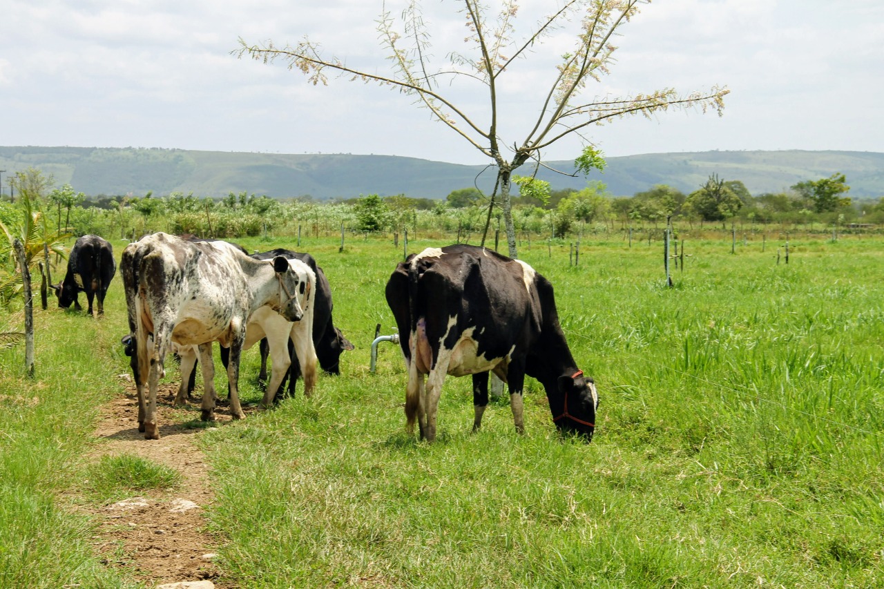 Emdagro alerta produtores de bovinos sobre vacinação contra a brucelose