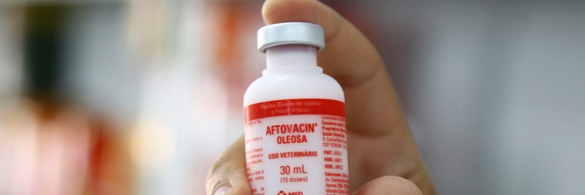 Sergipe inicia a primeira etapa da campanha contra Febre Aftosa