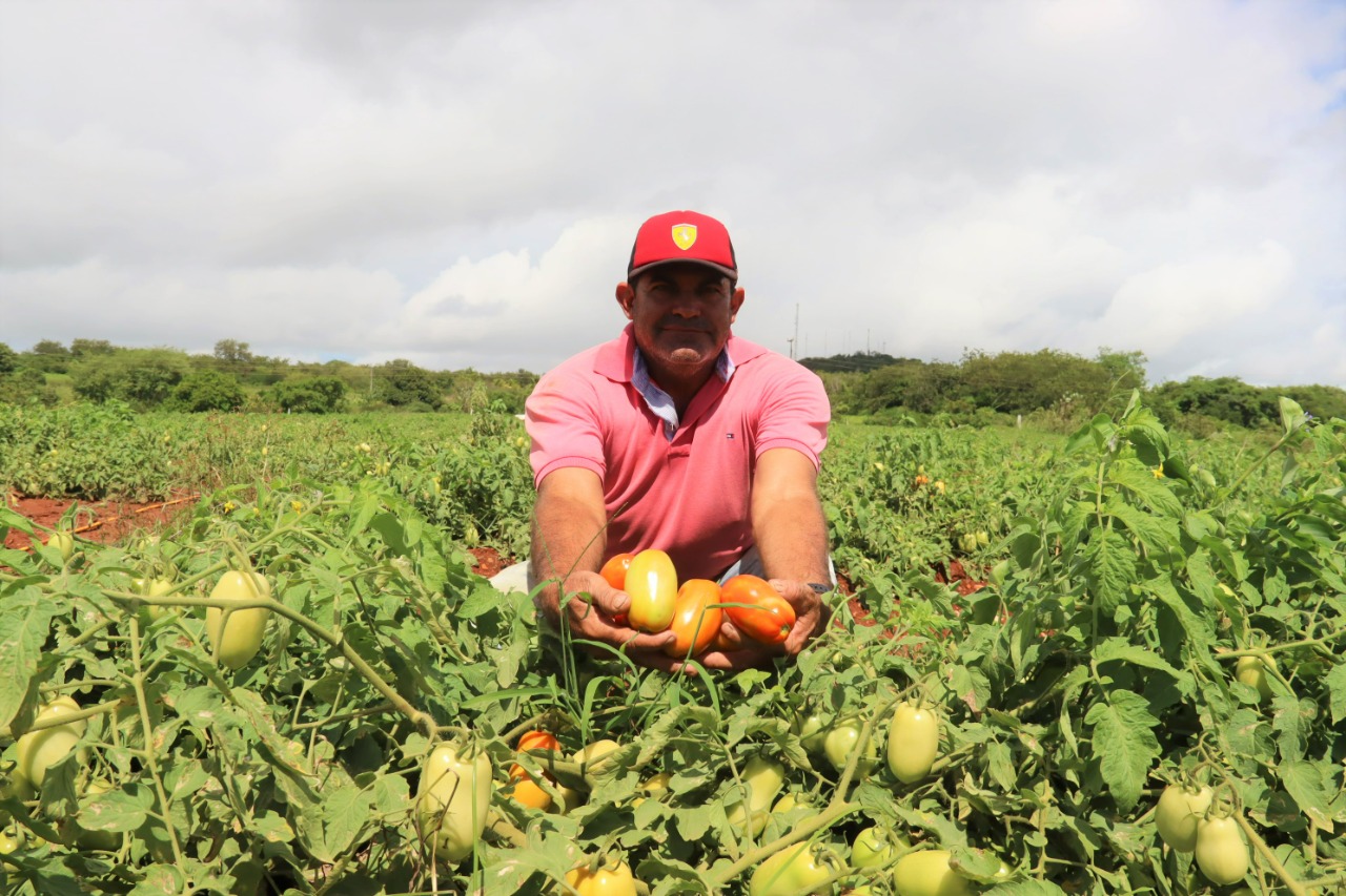 Agricultor assistido pelo Estado demonstra sucesso com tomate em perímetro irrigado