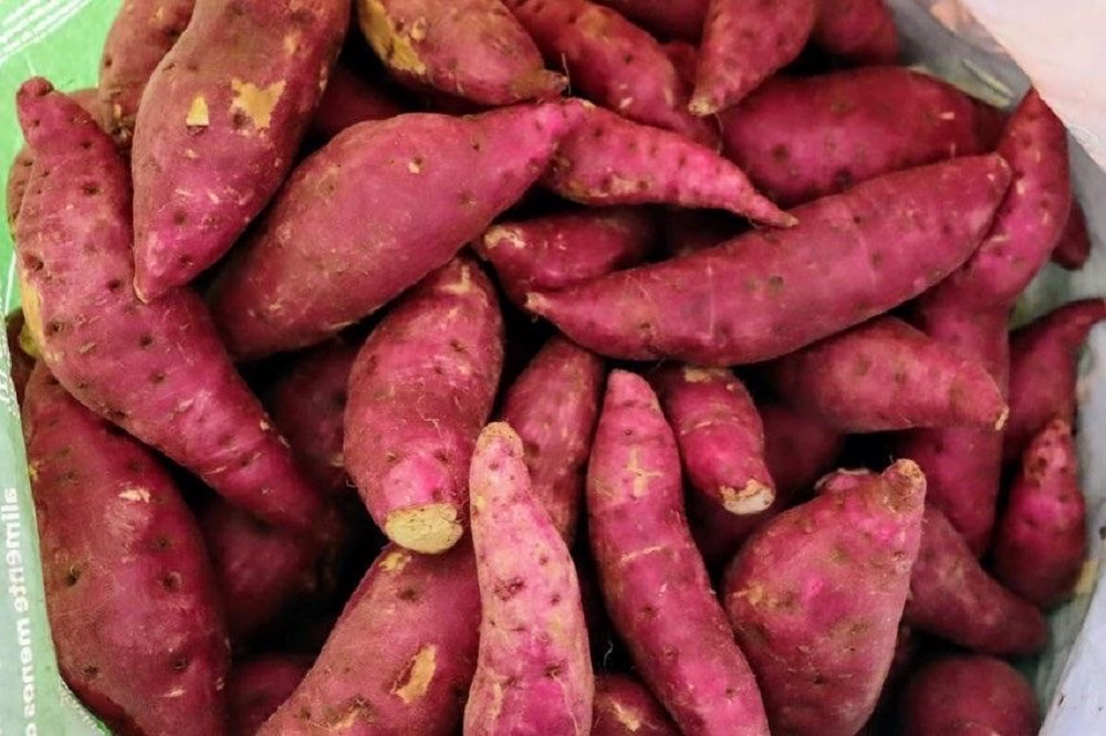 Cohidro e irrigantes de Itabaiana querem implantar campos experimentais de agricultura regenerativa para batata-doce