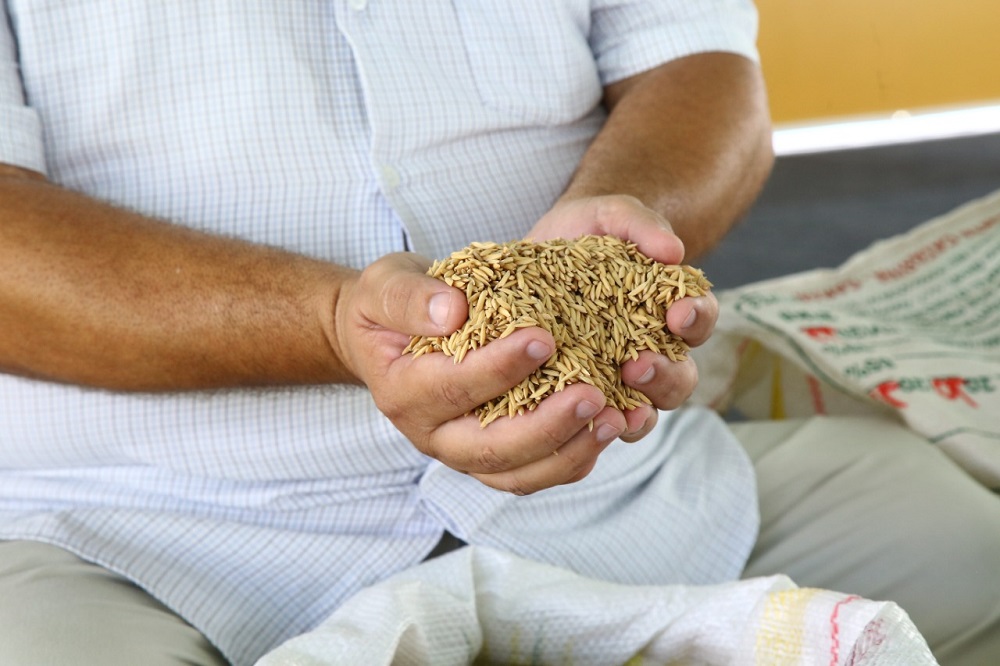 Emdagro entrega sementes de arroz aos produtores do Baixo São Francisco