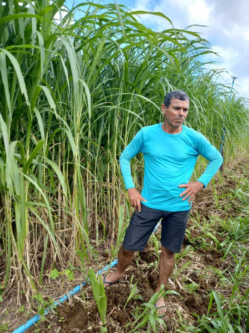 Irrigante é exemplo de autossuficiência na produção de carne e leite