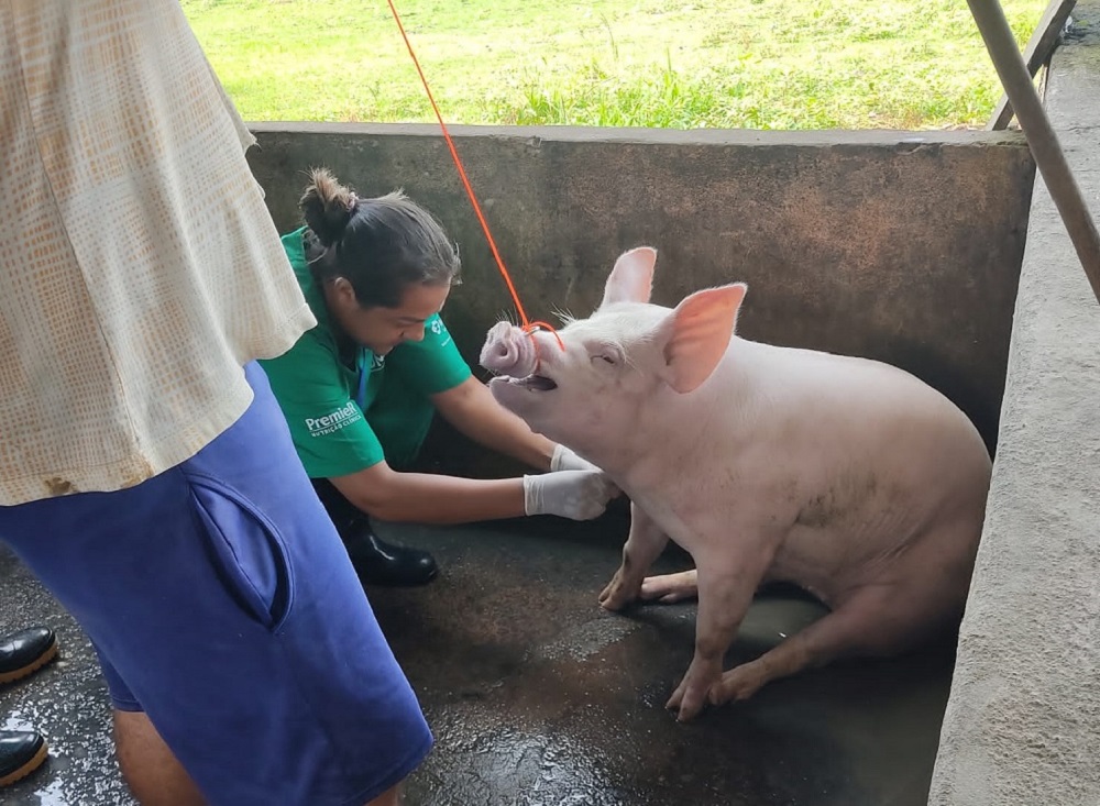 Plano Integrado de Vigilância confirma Sergipe como estado livre da Peste Suína Clássica