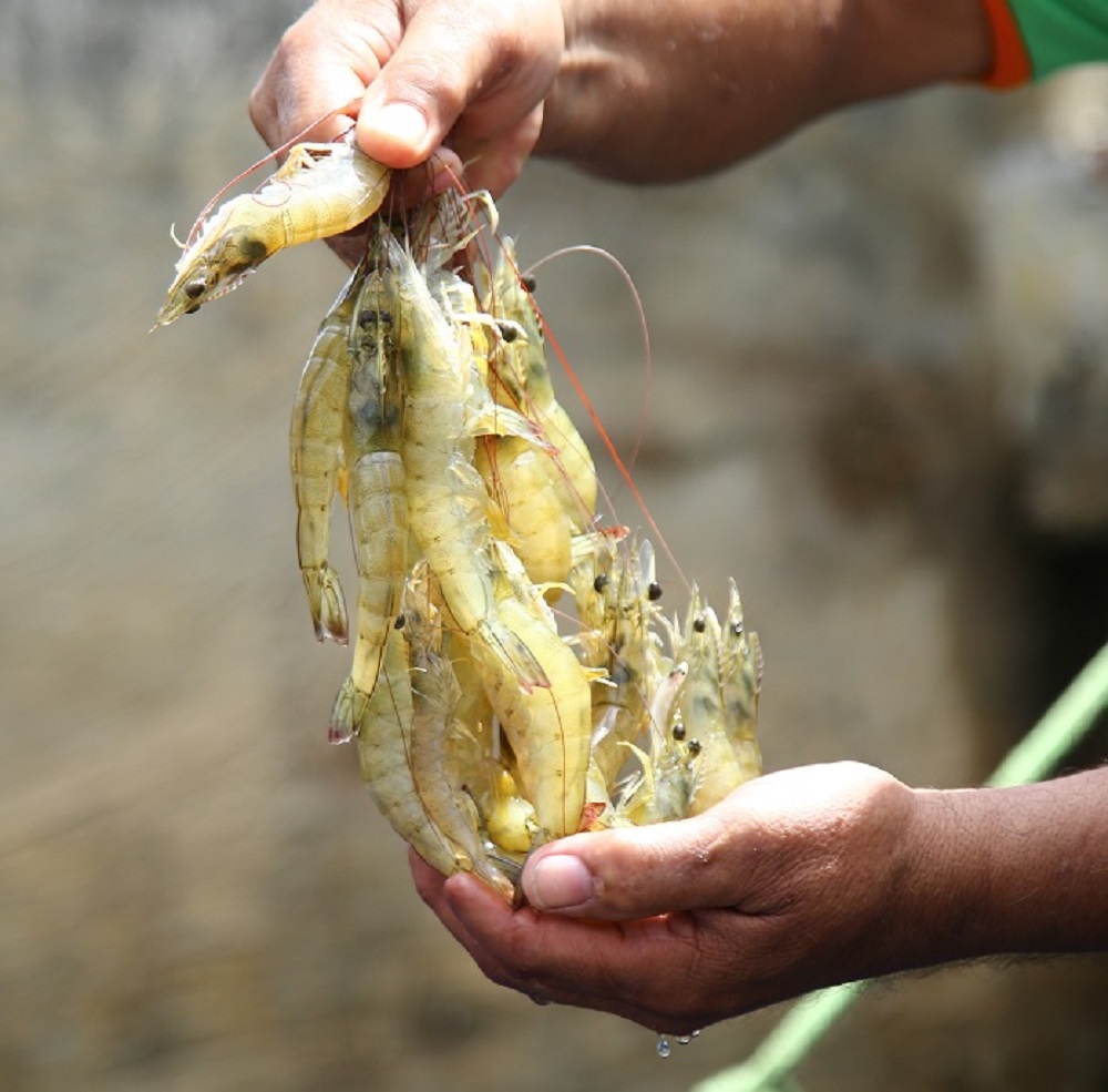 Censo estadual da aquicultura e pesca começa pelo município de Nossa Senhora do Socorro