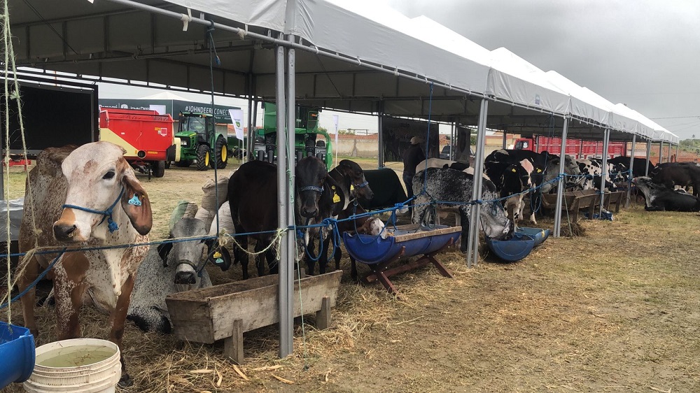 Pecuarista sergipanos exibem o bom momento na produção de leite