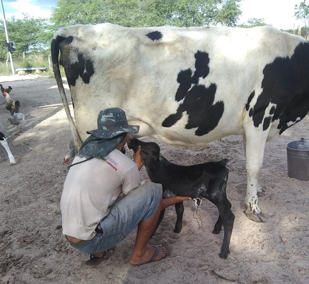 Sergipe divulga critérios e prazos para inscrição no Programa Mão Amiga Bacia Leiteira