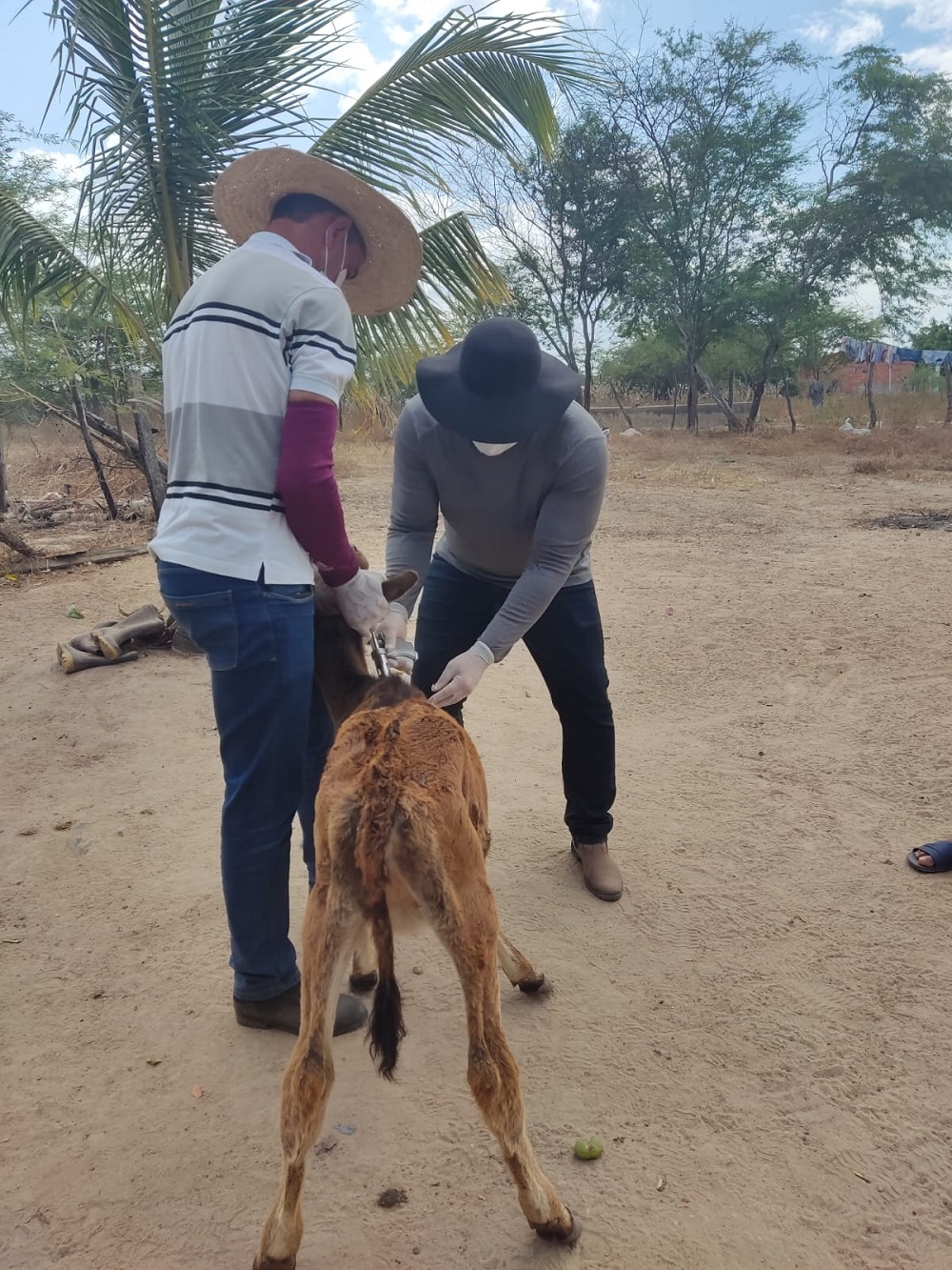 Programa de incentivo à vacina contra a brucelose vai imunizar até 10 mil bezerras