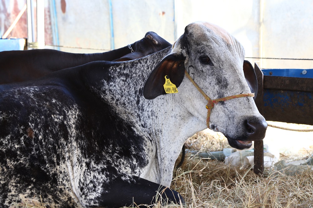 Emdagro realiza diagnóstico de Tuberculose em bovinos em todo o estado