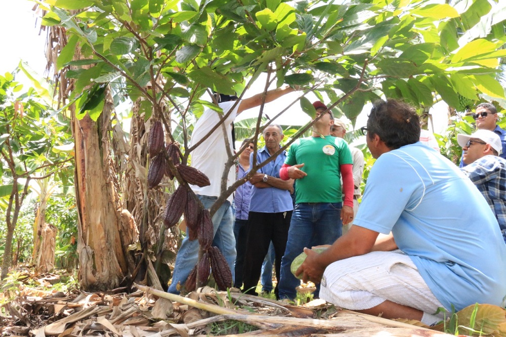 Agricultores participam de dia de campo sobre o cacau em Arauá