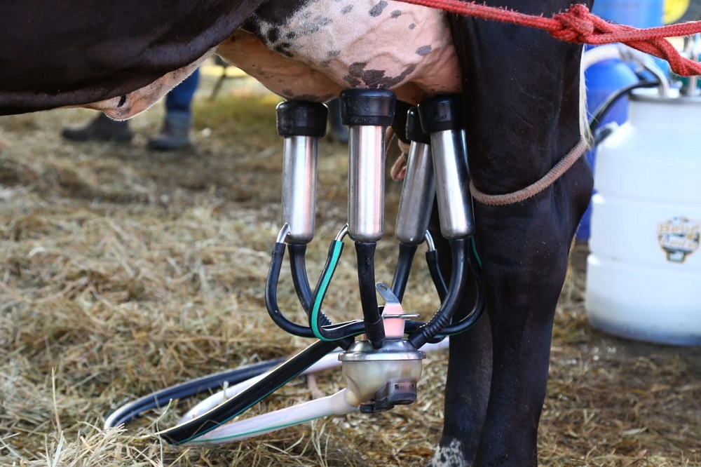 Em Sergipe, produção de leite e ovos apresentam crescimento