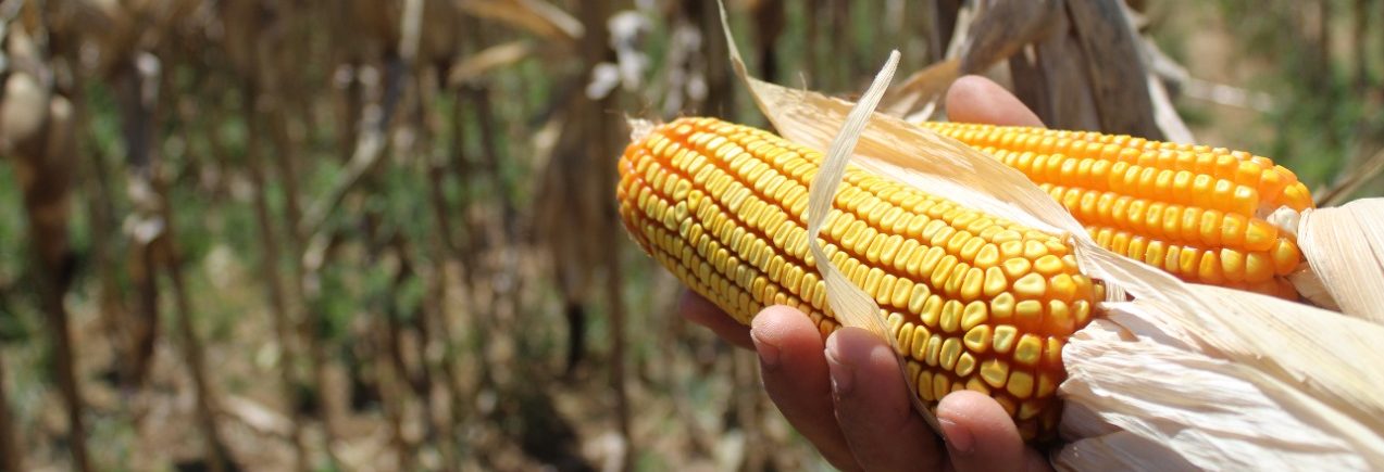 Safra de grãos 2022 cresce em Sergipe e colheita do milho será a maior da série histórica