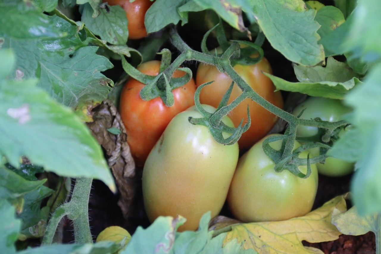 Irrigação pública estadual produz 132.601 toneladas de alimentos em 2022