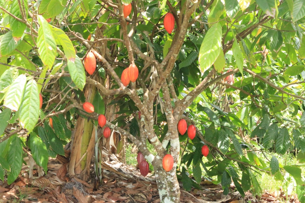 Produtores de cacau têm primeiro financiamento aprovado para a cultura no Estado