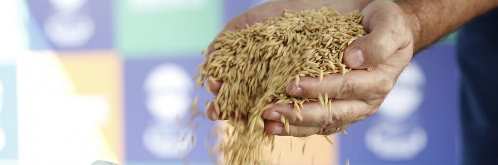 Produtores de arroz estimam alta produção com as sementes doadas pelo governo