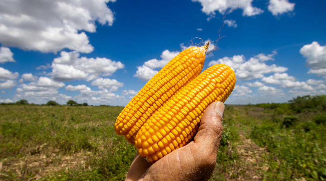 Governo do Estado mantém redução da alíquota do ICMS em 2% para comercialização do milho