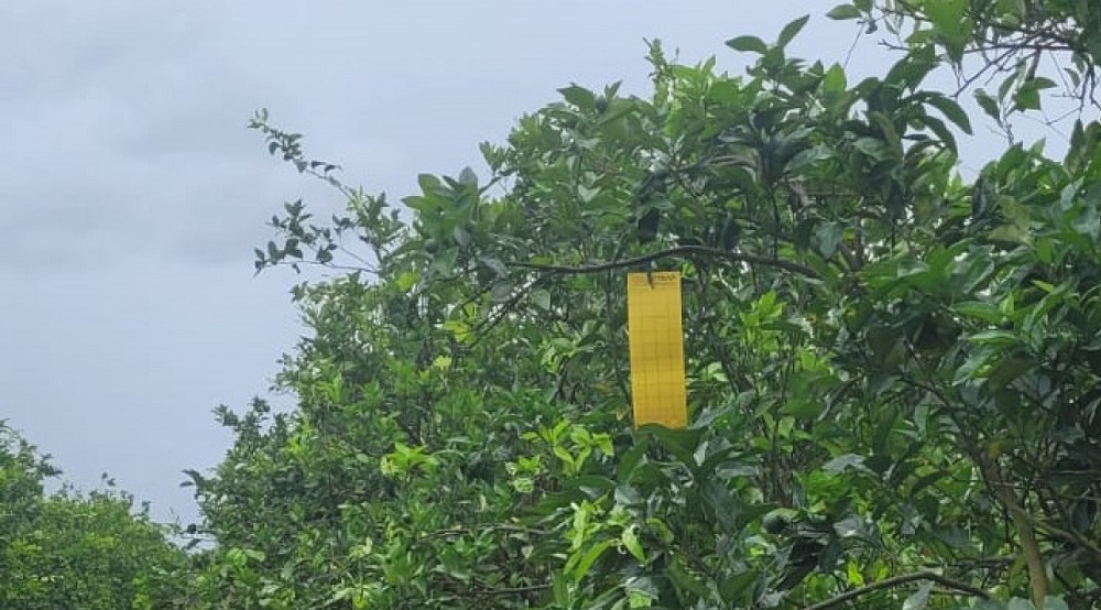 Emdagro realiza monitoramento para evitar casos de Greening na citricultura em Sergipe